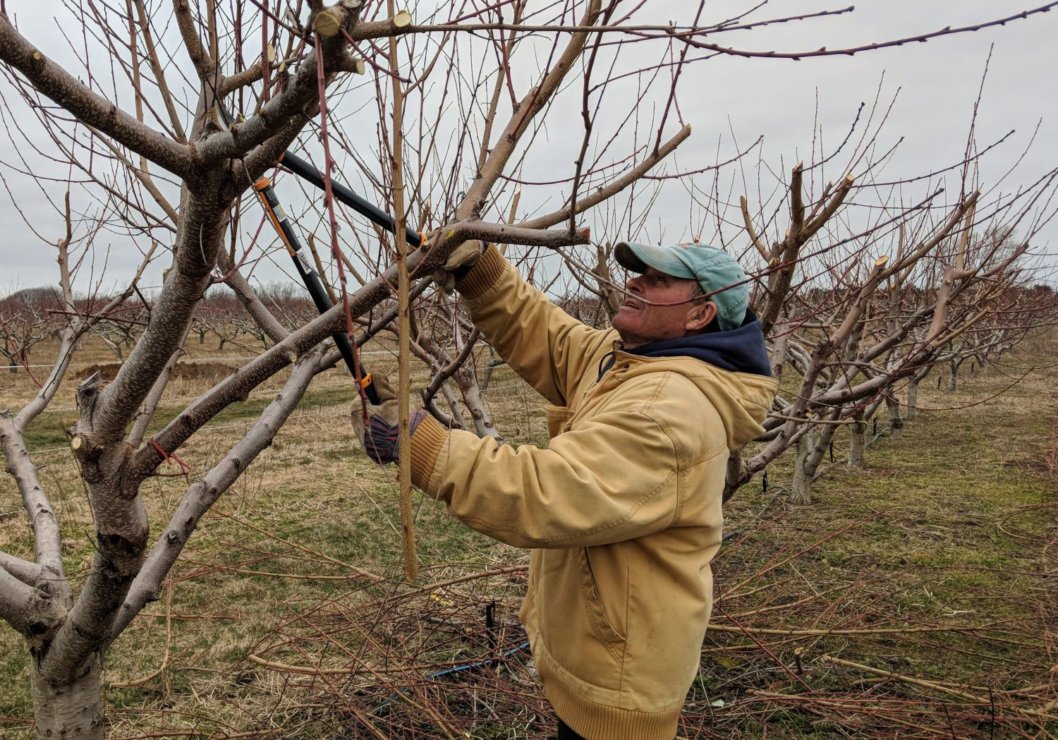Обрезка дерева секатором в саду